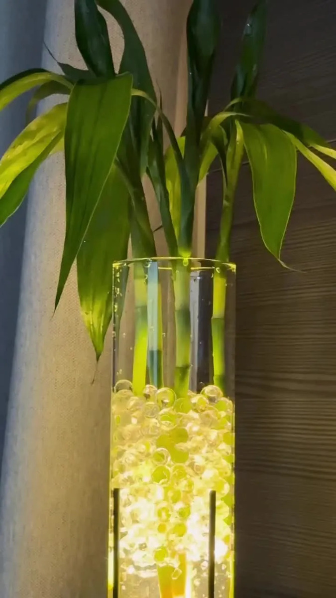 Bambu Da Sorte Dracaena + Vaso De Vidro + Suporte Em Led