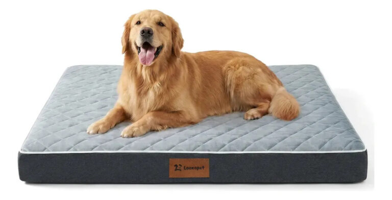 Cama Caminha Cachorros Pet Grande Ortopédica Espuma Viscoelástica Premium C/capa Lavável 90×67×9